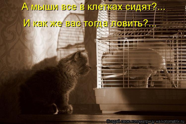 А мыши все в клетках сидят?... И как же вас тогда ловить?...... Котоматрица: А мыши все в клетках сидят?... И как же вас тогда ловить?...