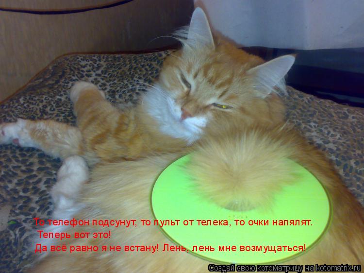То телефон подсунут, то пульт от телека, то очки напялят. Теперь вот это! Да всё равно я не встану! ... Котоматрица: То телефон подсунут, то пульт от телека, то очки напялят. Теперь вот это! Да всё равно я не встану! Лень, лень мне возмущаться!