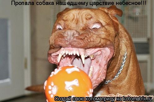 Пропала собака нашедшему царствие небесное!!!... Котоматрица: Пропала собака нашедшему царствие небесное!!!