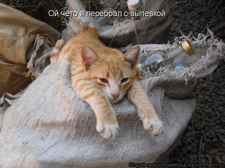Ой чёто я перебрал с выпевкой... Котоматрица: Ой чёто я перебрал с выпевкой