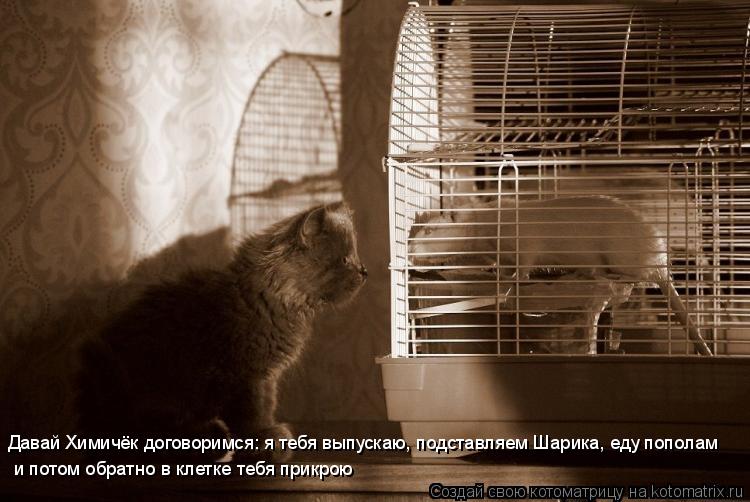 Давай Химичёк договоримся: я тебя выпускаю, подставляем Шарика, еду пополам и потом обратно в клетк... Котоматрица: Давай Химичёк договоримся: я тебя выпускаю, подставляем Шарика, еду пополам и потом обратно в клетке тебя прикрою