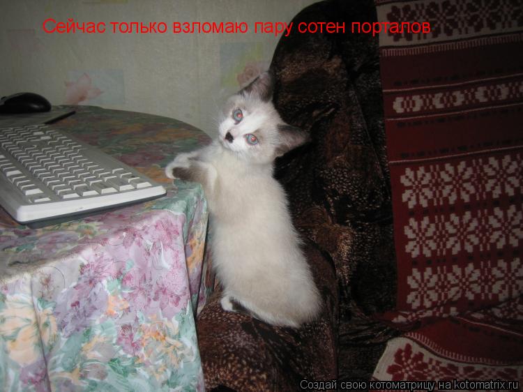 Сейчас только взломаю пару сотен порталов... Котоматрица: Сейчас только взломаю пару сотен порталов