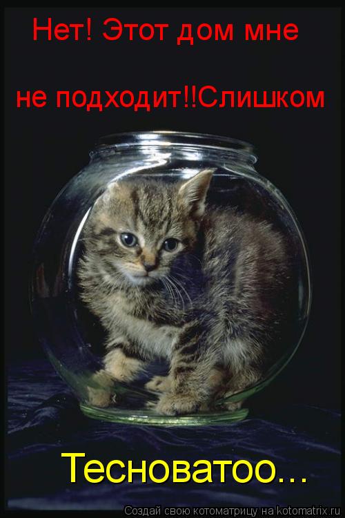 Нет! Этот дом мне не подходит!!Слишком Тесноватоо...... Котоматрица: Нет! Этот дом мне не подходит!!Слишком Тесноватоо...