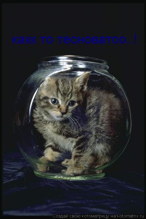 какк то тесноватоо..!... Котоматрица: какк то тесноватоо..!