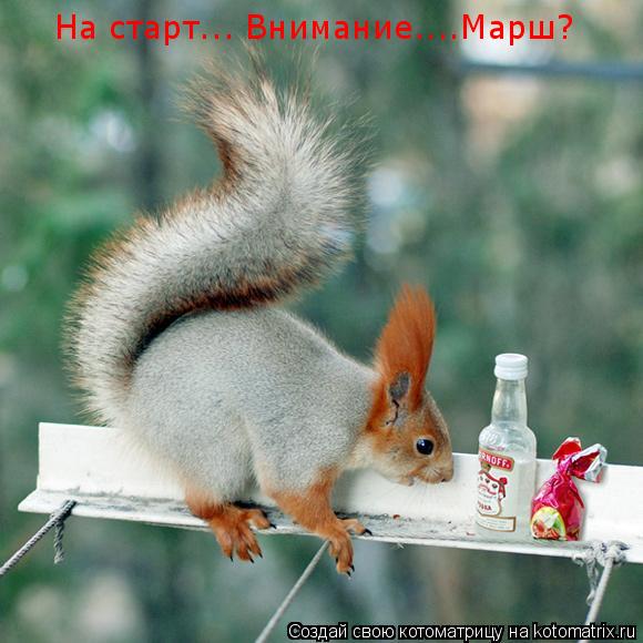 На старт... Внимание....Марш?... Котоматрица: На старт... Внимание....Марш?