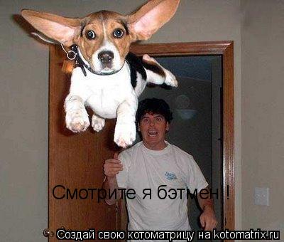 Смотрите я бэтмен!!... Котоматрица: Смотрите я бэтмен!!