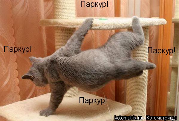 Паркур! Паркур! Паркур! Паркур!... Котоматрица: Паркур! Паркур! Паркур! Паркур!