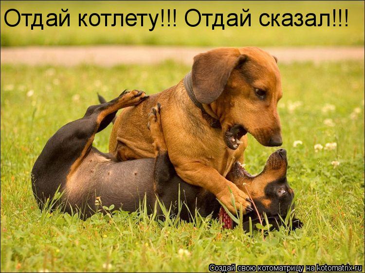 Отдай котлету!!! Отдай сказал!!!... Котоматрица: Отдай котлету!!! Отдай сказал!!!