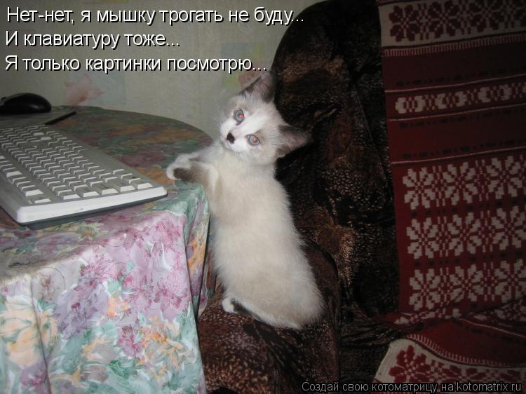 Нет-нет, я мышку трогать не буду... И клавиатуру тоже... Я только картинки посмотрю...... Котоматрица: Нет-нет, я мышку трогать не буду... И клавиатуру тоже... Я только картинки посмотрю...