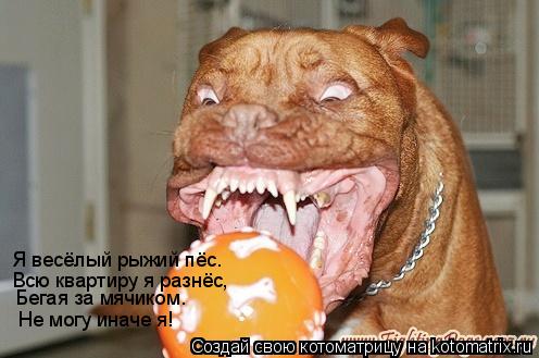Я весёлый рыжий пёс. Всю квартиру я разнёс, Бегая за мячиком. Не могу иначе я!... Котоматрица: Я весёлый рыжий пёс. Всю квартиру я разнёс, Бегая за мячиком. Не могу иначе я!