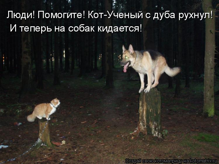 Люди! Помогите! Кот-Ученый с дуба рухнул! И теперь на собак кидается!... Котоматрица: Люди! Помогите! Кот-Ученый с дуба рухнул! И теперь на собак кидается!