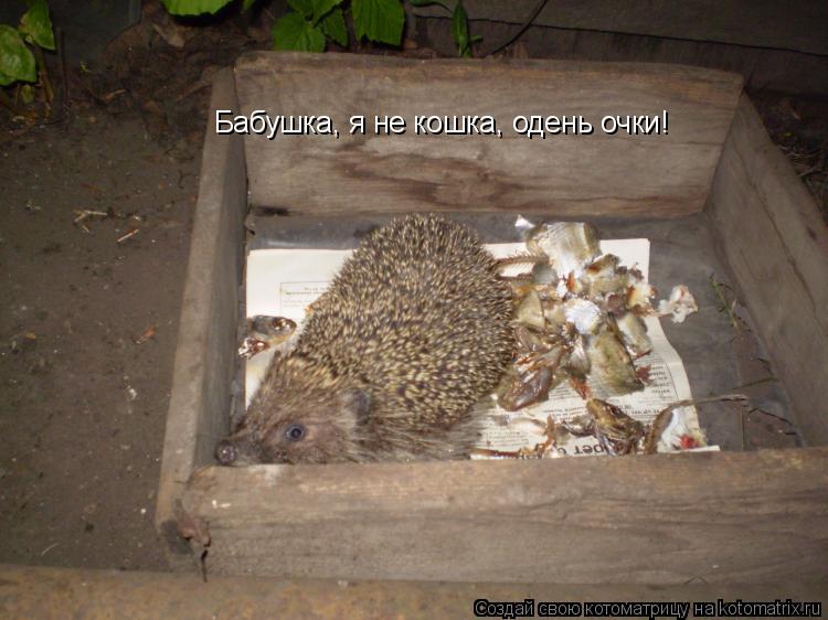 Бабушка, я не кошка, одень очки!... Котоматрица: Бабушка, я не кошка, одень очки!
