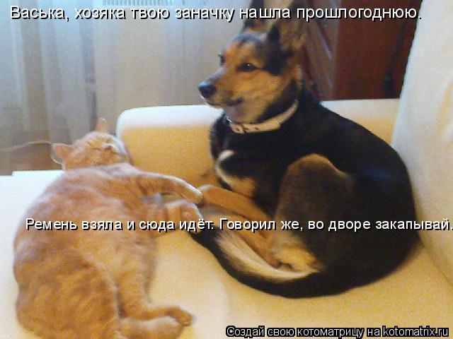 Васька, хозяка твою заначку нашла прошлогоднюю. Ремень взяла и сюда идёт. Говорил же, во дворе закапы... Котоматрица: Васька, хозяка твою заначку нашла прошлогоднюю. Ремень взяла и сюда идёт. Говорил же, во дворе закапывай.