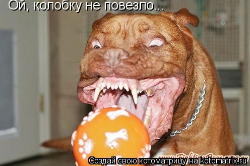 Ой, колобку не повезло...... Котоматрица: Ой, колобку не повезло...