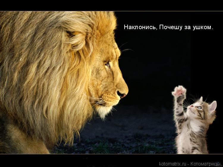 Наклонись, Почешу за ушком.... Котоматрица: Наклонись, Почешу за ушком.