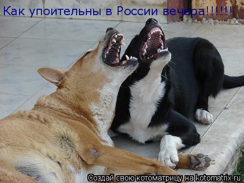 Как упоительны в России вечера!!!!!!... Котоматрица: Как упоительны в России вечера!!!!!!