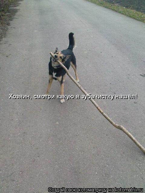Хозяин, смотри какую я зубачистку нашёл!... Котоматрица: Хозяин, смотри какую я зубачистку нашёл!