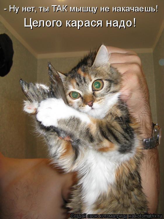 - Ну нет, ты ТАК мышцу не накачаешь! Целого карася надо!... Котоматрица: - Ну нет, ты ТАК мышцу не накачаешь! Целого карася надо!