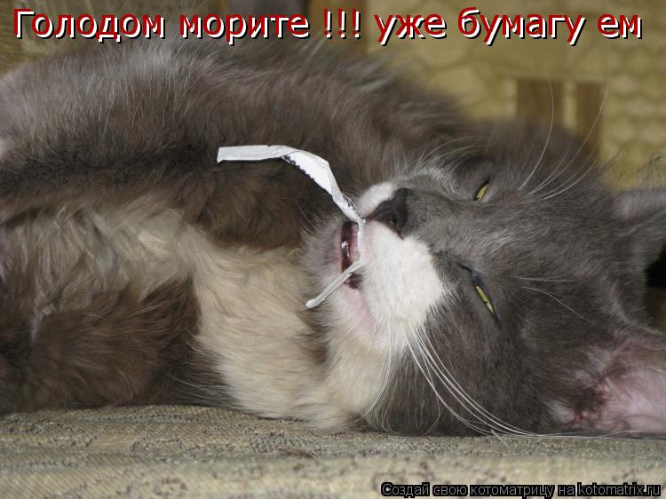 Голодом морите !!! уже бумагу ем Голодом морите !!! уже бумагу ем... Котоматрица: Голодом морите !!! уже бумагу ем Голодом морите !!! уже бумагу ем