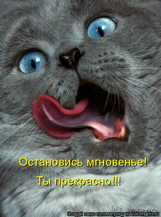 Остановись мгновенье! Ты прекрасно!!!... Котоматрица: Остановись мгновенье! Ты прекрасно!!!