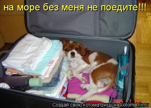 на море без меня не поедите!!!... Котоматрица: на море без меня не поедите!!!