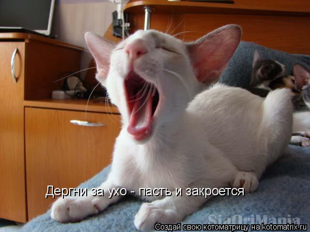 Дергни за ухо - пасть и закроется... Котоматрица: Дергни за ухо - пасть и закроется