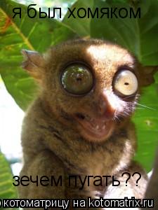 я был хомяком зечем пугать??... Котоматрица: я был хомяком зечем пугать??