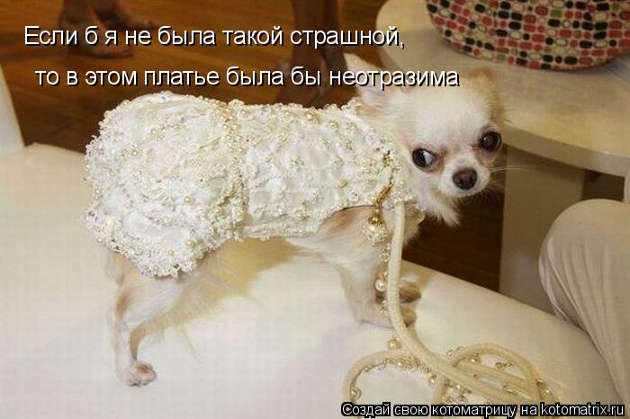Если б я не была такой страшной, то в этом платье была бы неотразима... Котоматрица: Если б я не была такой страшной, то в этом платье была бы неотразима