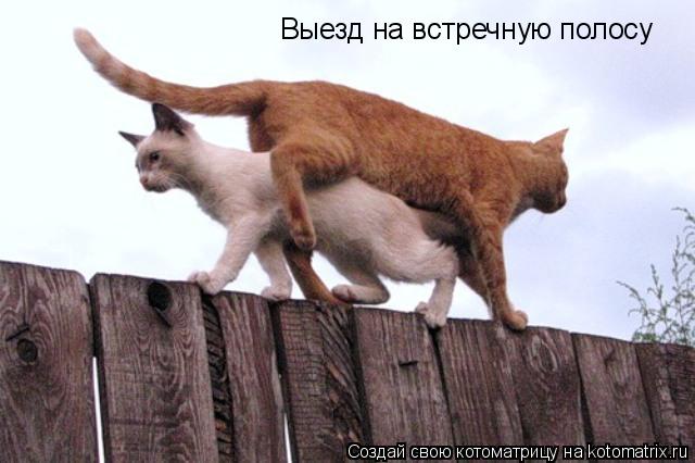 Выезд на встречную полосу... Котоматрица: Выезд на встречную полосу
