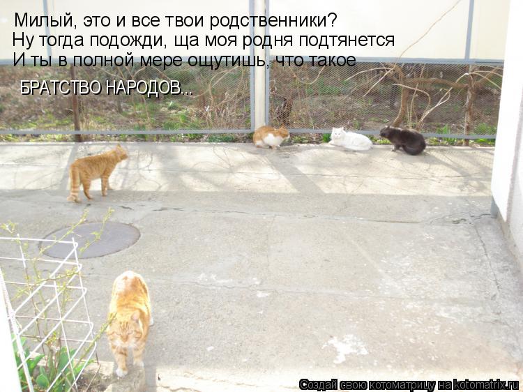 Милый, это и все твои родственники? Ну тогда подожди, ща моя родня подтянется И ты в полной мере ощут... Котоматрица: Милый, это и все твои родственники? Ну тогда подожди, ща моя родня подтянется И ты в полной мере ощутишь, что такое БРАТСТВО НАРОДОВ...