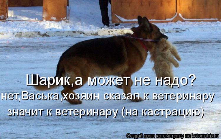 Шарик,а может не надо? нет,Васька,хозяин сказал к ветеринару значит к ветеринару (на кастрацию)... Котоматрица: Шарик,а может не надо? нет,Васька,хозяин сказал к ветеринару значит к ветеринару (на кастрацию)