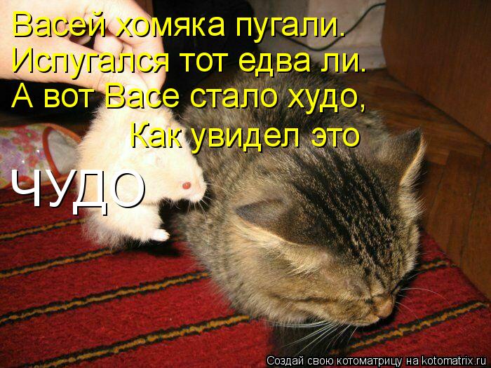 Васей хомяка пугали. Испугался тот едва ли. А вот Васе стало худо, Как увидел это ЧУДО... Котоматрица: Васей хомяка пугали. Испугался тот едва ли. А вот Васе стало худо, Как увидел это ЧУДО
