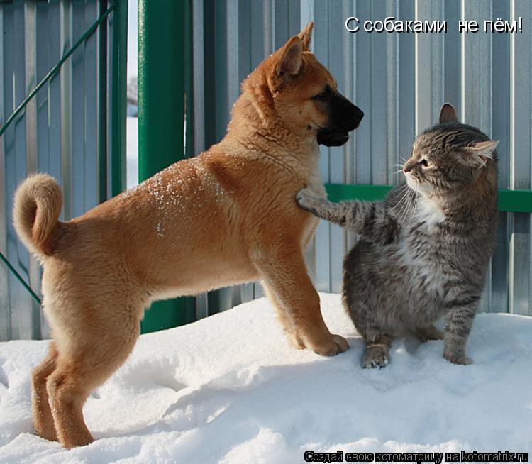 С собаками не пём!... Котоматрица: С собаками не пём!
