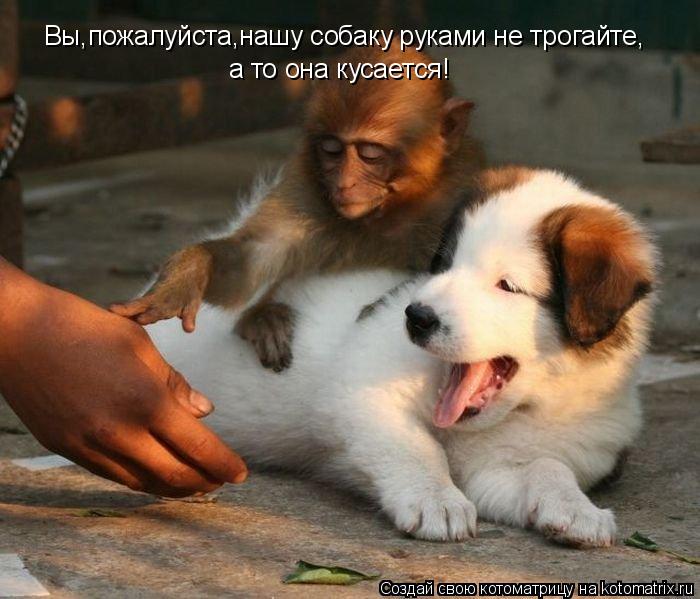 Вы,пожалуйста,нашу собаку руками не трогайте, а то она кусается!... Котоматрица: Вы,пожалуйста,нашу собаку руками не трогайте, а то она кусается!