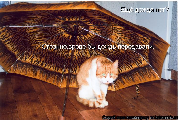 Ещё дождя нет? Странно,вроде бы дождь передавали...... Котоматрица: Ещё дождя нет? Странно,вроде бы дождь передавали...