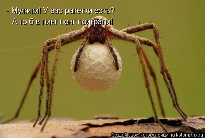 - Мужики! У вас ракетки есть? А то б в пинг понг поиграли!... Котоматрица: - Мужики! У вас ракетки есть? А то б в пинг понг поиграли!