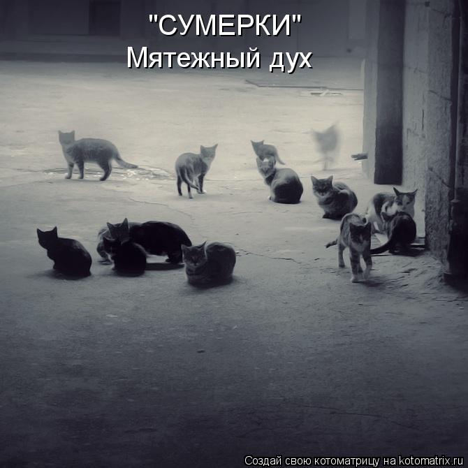 "СУМЕРКИ" Мятежный дух... Котоматрица: "СУМЕРКИ" Мятежный дух