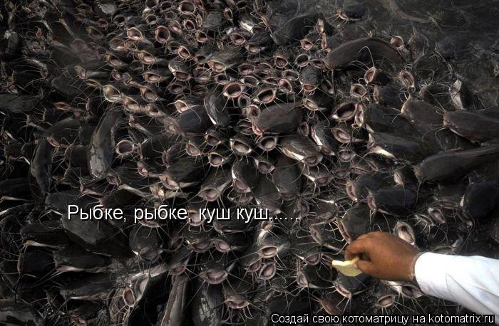 Рыбке, рыбке, куш куш......... Котоматрица: Рыбке, рыбке, куш куш......