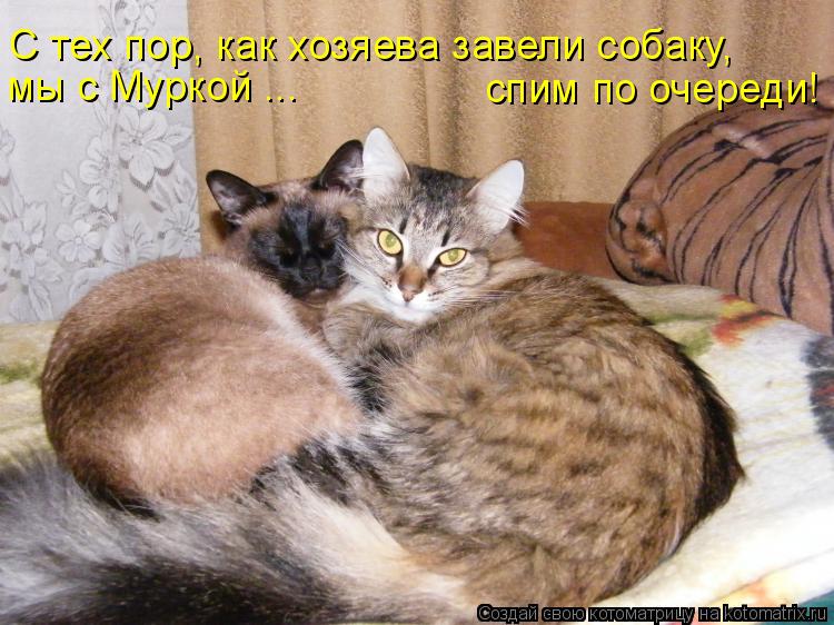 Котоматрица: С тех пор, как хозяева завели собаку, мы с Муркой ... спим по очереди!