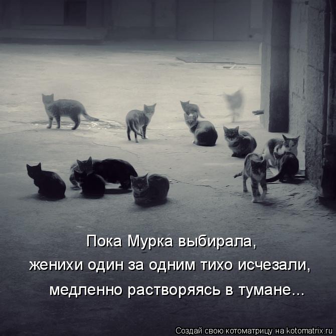 Пока Мурка выбирала, женихи один за одним тихо исчезали, медленно растворяясь в тумане...... Котоматрица: Пока Мурка выбирала, женихи один за одним тихо исчезали, медленно растворяясь в тумане...
