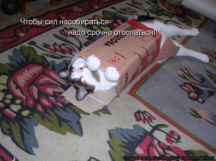 Чтобы сил насобираться- надо срочно отоспаться!!!... Котоматрица: Чтобы сил насобираться- надо срочно отоспаться!!!