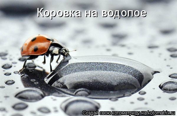 Коровка на водопое... Котоматрица: Коровка на водопое