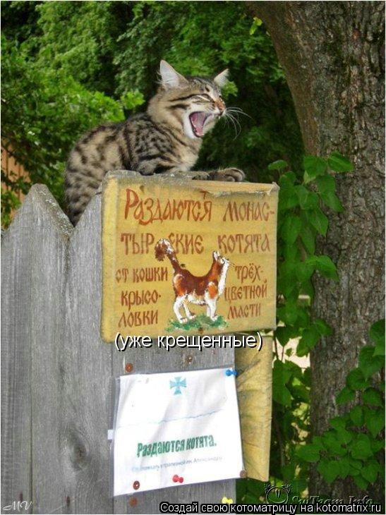 (уже крещенные)... Котоматрица: (уже крещенные)