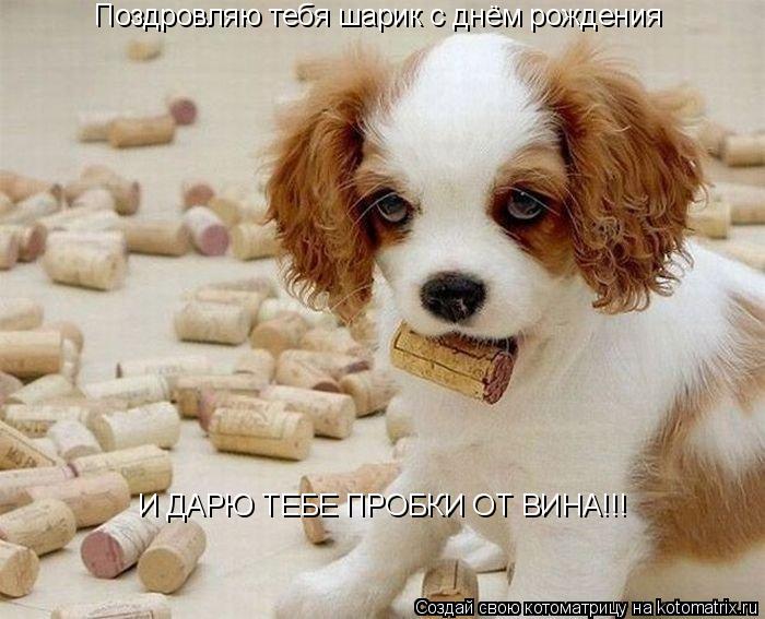 Поздровляю тебя шарик с днём рождения И ДАРЮ ТЕБЕ ПРОБКИ ОТ ВИНА!!!... Котоматрица: Поздровляю тебя шарик с днём рождения И ДАРЮ ТЕБЕ ПРОБКИ ОТ ВИНА!!!