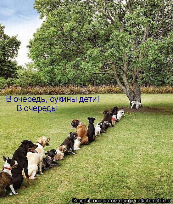 В очередь, сукины дети! В очередь!... Котоматрица: В очередь, сукины дети! В очередь!