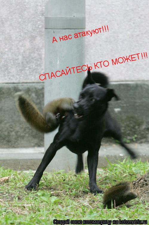 А нас атакуют!!! СПАСАЙТЕСЬ КТО МОЖЕТ!!!... Котоматрица: А нас атакуют!!! СПАСАЙТЕСЬ КТО МОЖЕТ!!!