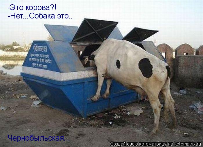 -Это корова?! -Нет...Собака это.. Чернобыльская...... Котоматрица: -Это корова?! -Нет...Собака это.. Чернобыльская...