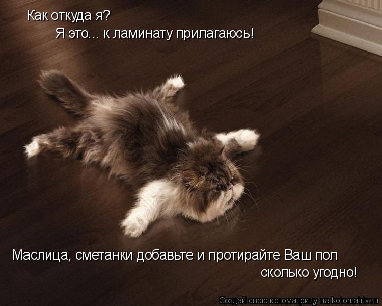 Как откуда я? Я это... к ламинату прилагаюсь! Маслица, сметанки добавьте и протирайте Ваш пол скольк... Котоматрица: Как откуда я? Я это... к ламинату прилагаюсь! Маслица, сметанки добавьте и протирайте Ваш пол сколько угодно!