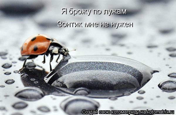 Я брожу по лужам Зонтик мне не нужен... Котоматрица: Я брожу по лужам Зонтик мне не нужен