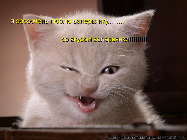 я ооооочень люблю валерьянку......... со вкусом валерьянки!!!!!!!!!... Котоматрица: я ооооочень люблю валерьянку......... со вкусом валерьянки!!!!!!!!!